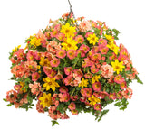 Petunia - Supertunia Persimmon