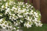 Scaevola - Whirlwind White