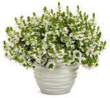 Scaevola - Whirlwind White