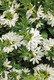 Scaevola - Whirlwind White