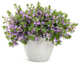 Scaevola - Whirlwind Blue