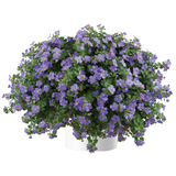 Bacopa - Scopia Gulliver Blue