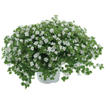 Bacopa - Scopia Gulliver White Imp