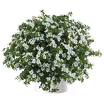 Bacopa - Scopia Gulliver White Imp