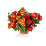 Lantana - Bandolista Red Chili