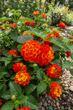Lantana - Bandolista Red Chili