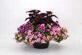Petunia - Painted Love Purple
