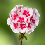 Interspecific Geranium - Mojo White Splash