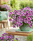 Petunia - Painted Love Purple