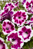 Petunia - Painted Love Purple