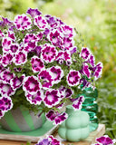 Petunia - Painted Love Purple