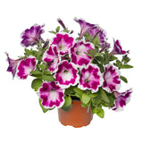 Petunia - Painted Love Purple