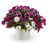 Petunia - Painted Love Purple