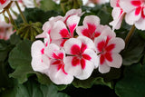 Interspecific Geranium - Mojo White Splash