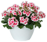Interspecific Geranium - Mojo White Splash
