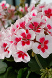 Interspecific Geranium - Mojo White Splash