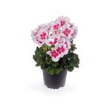 Interspecific Geranium - Mojo White Splash