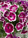 Petunia - Painted Love Purple