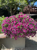 Petunia - Painted Love Purple