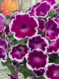Petunia - Painted Love Purple