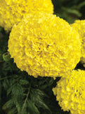 Marigold - Perfection Yellow