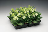 Nicotiana - Saratoga Lime