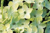 Nicotiana - Saratoga Lime