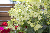 Nicotiana - Saratoga Lime
