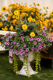 Petunia - Painted Love Purple