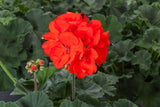 Geranium - Tango Orange