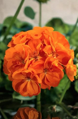 Geranium - Rocky Mountain Orange
