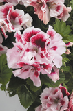 Geranium - Martha Washington Elegant Crystal Rose