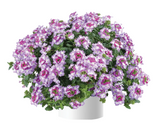 Verbena - Vanessa Purple Bicolor