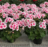 Interspecific Geranium - Mojo White Splash