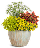 Petunia - Supertunia Mini Vista Yellow