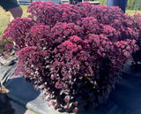 Sedum - Nova Cherry Fizz