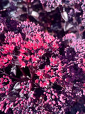 Sedum - Nova Cherry Fizz