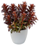 Sedum - Nova Cherry Fizz