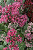 Sedum - Vera Jameson