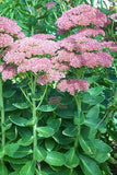 Sedum - Autumn Fire