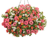 Verbena - Superbena Cherryburst