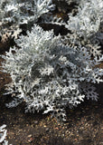 Dusty Miller - Silverdust