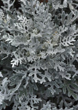 Dusty Miller - Silverdust