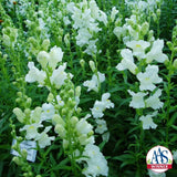 Snapdragon - Rocket White