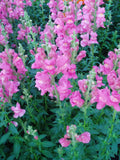 Snapdragon - Rocket Rose Shades