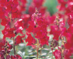 Snapdragon - Speedy Sonnet Crimson