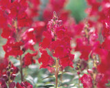 Snapdragon - Speedy Sonnet Crimson