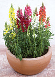 Snapdragon - Speedy Sonnet Pink