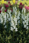 Snapdragon - Speedy Sonnet White