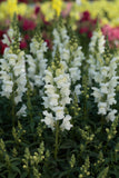 Snapdragon - Speedy Sonnet White